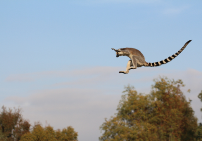 lemur flying 