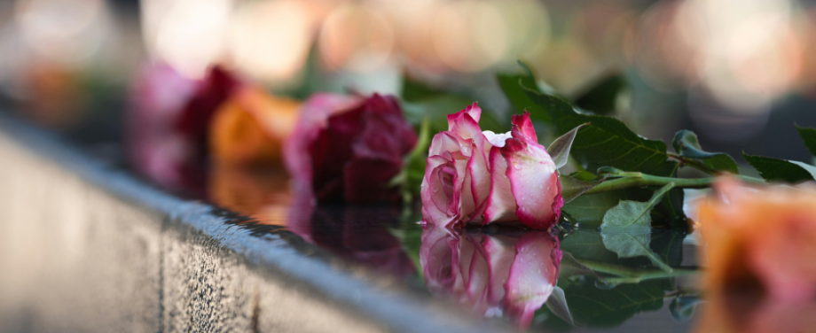 roses laying on the ground