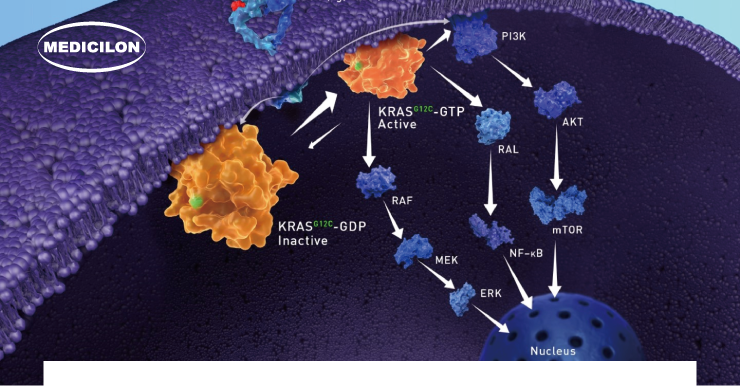 KRAS-Targeted Therapies