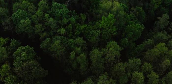 Aerial shot of a canopy of trees