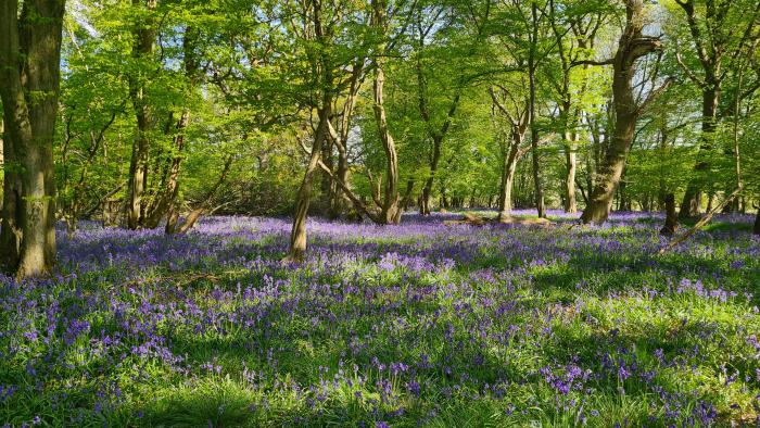 Bluebells in the Woods
