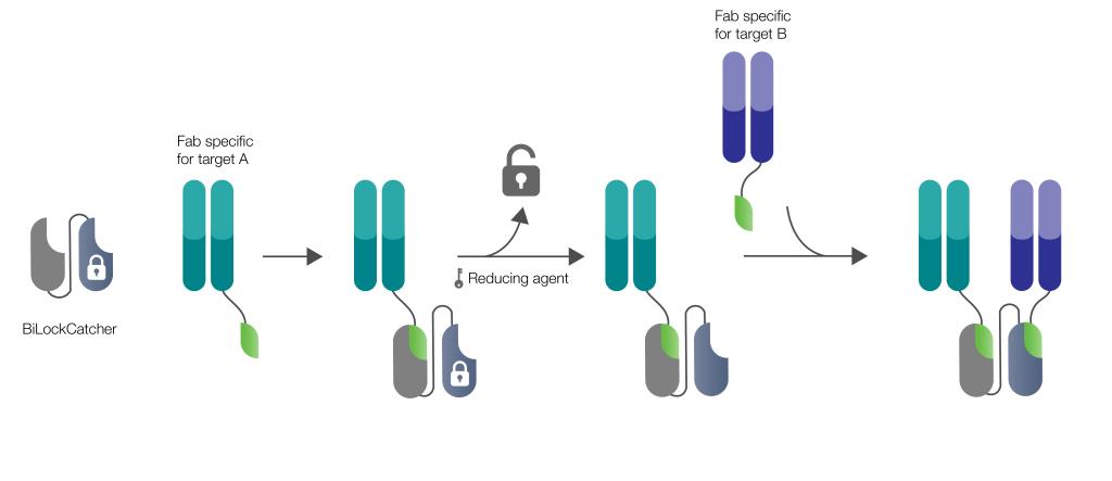SpyLock technology for the rapid generation of bispecific antibodies