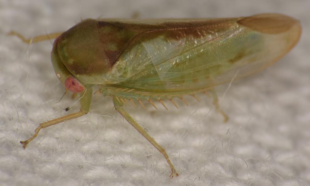 Batracomorphus