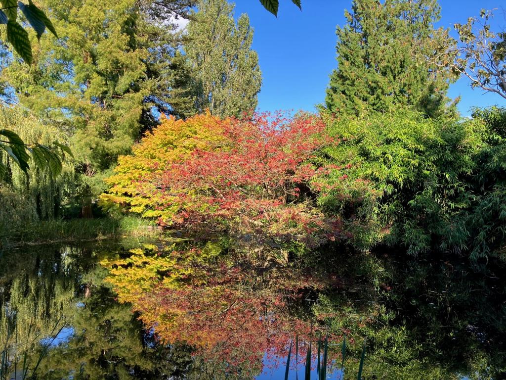 A tree by a lake, the tree is full of the colours of autumn, copper, gold, red and green