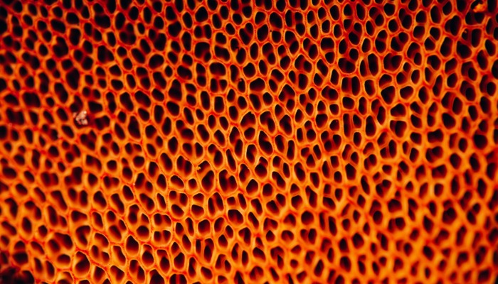 orange fungi