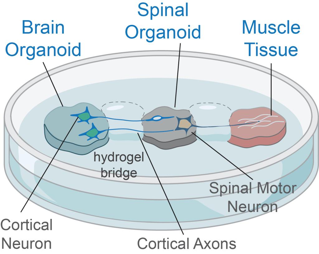 Diagram of the lab-grown brain-spinal cord model, image from Lakatos lab.