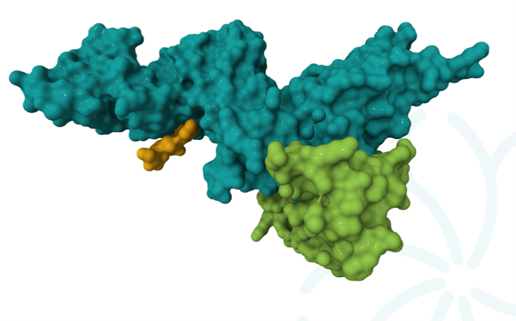 Image: Dual binding Fab functioning as a conditional trans-activation logic gate for IL-12
