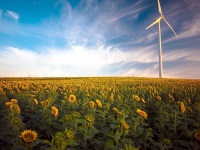 wind turbine in a field of sunflowers