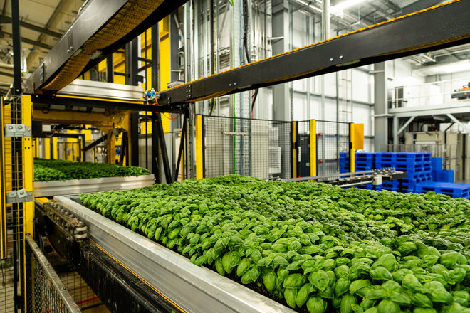 Discover the Future of Food: Visit to Fischer Farms in Norwich