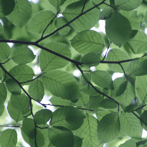 Carbon Literacy Course