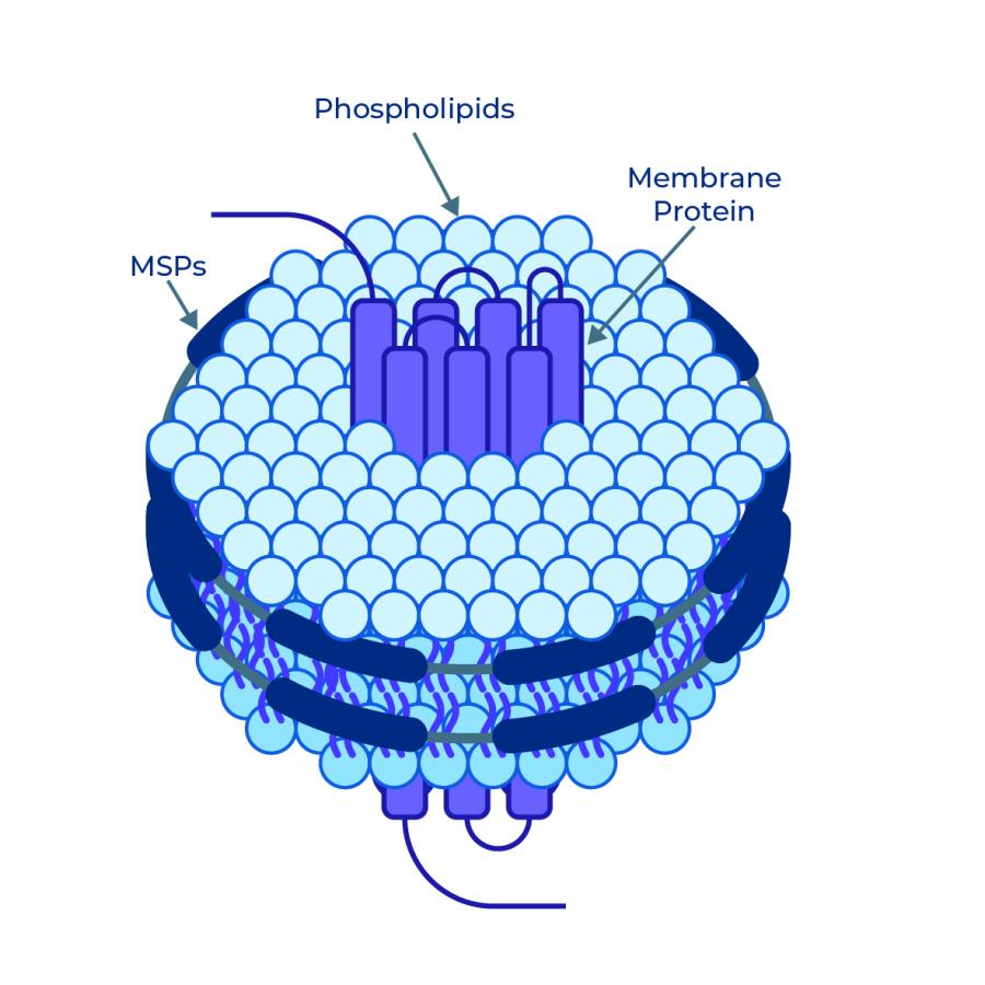 Schematic of a membrane protein stabilized in a nanodisc