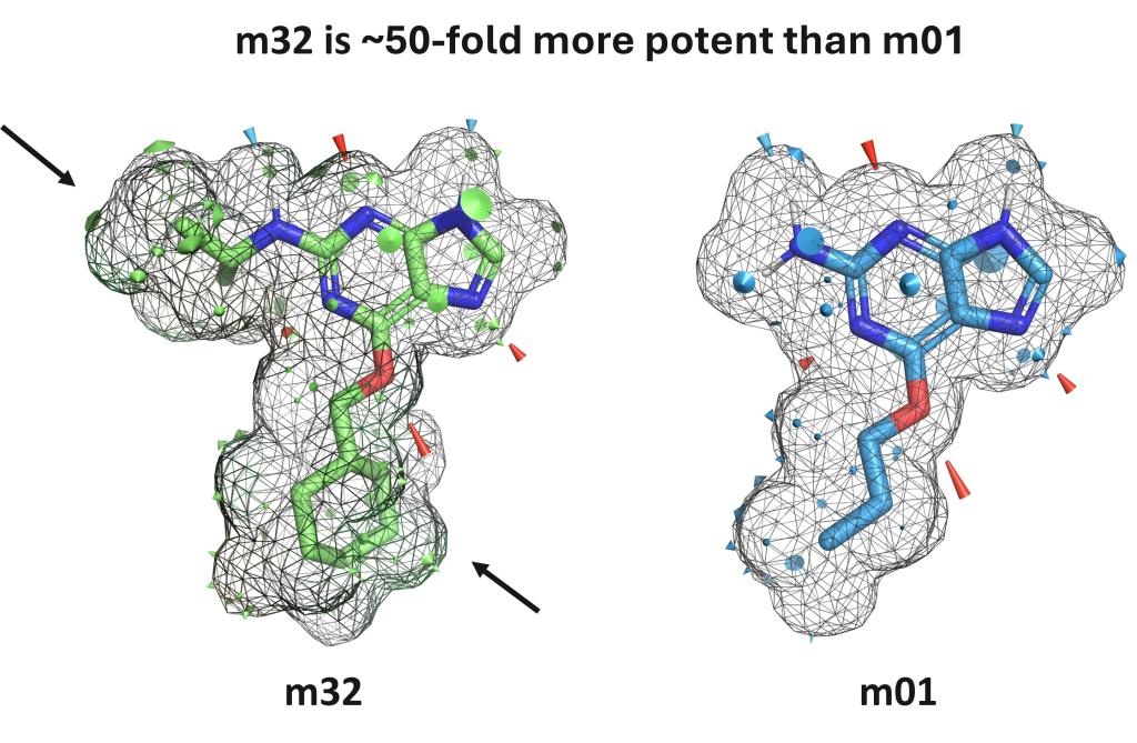 An example of the visual output provided by the new QuanSA PyMOL plugin. m32 is approximately 50 times more potent than the structurally similar m01, despite having near identical patterns of hydrogen bonding (red and blue cones). The difference is explained by additional steric contributions indicated by the surface patches highlighted by the black arrows.