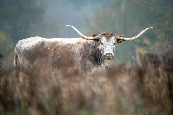 A photo of the Longhorn Cattle