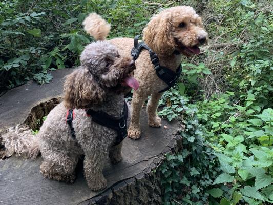 A brown dog and orange dog sat on a tree stump in the woods.