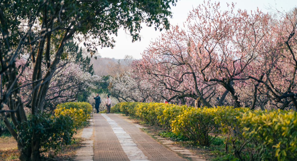 Cherry blossom trees in bloom