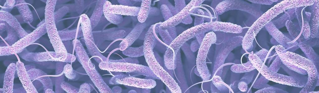 Cholera 
