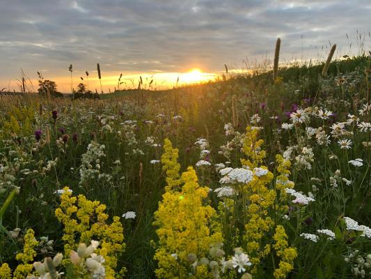 The rewilded nature reserves at Sandon Manor Estate near Cambridge.