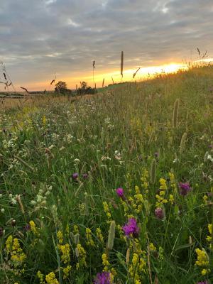 A photo of sunrise on the estate over the fields