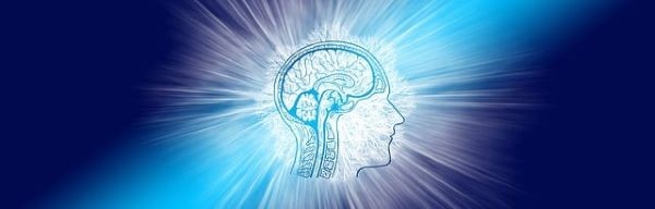 brain 