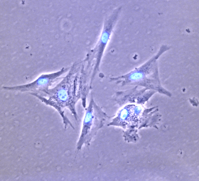 Image of cells as seen by microscope