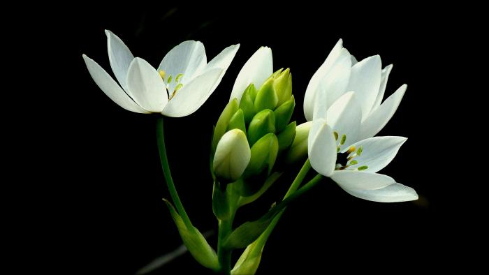 a flower blooming to represent someone blooming themselves