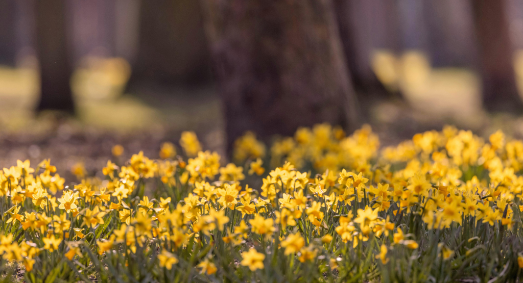 Daffodils in Spring