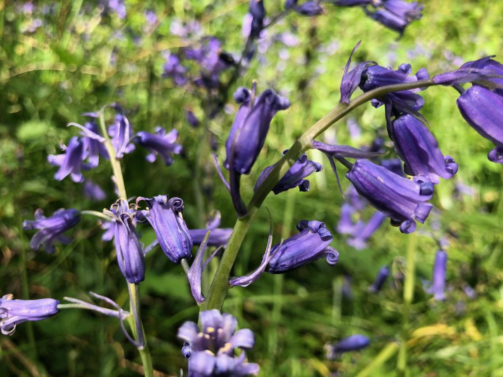 Bluebells in woodland