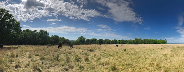 Panoramic view of Ashdown Forest