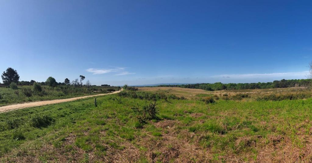 Panoramic view of heathland