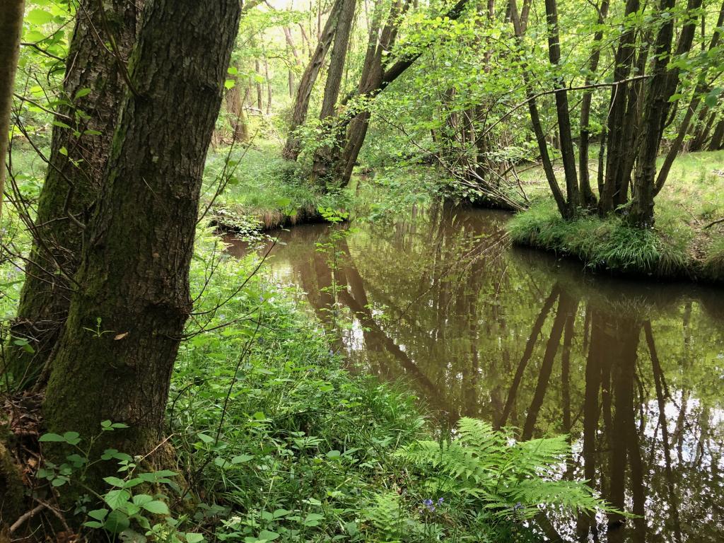 Stream in woodland
