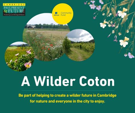 wilder coton image