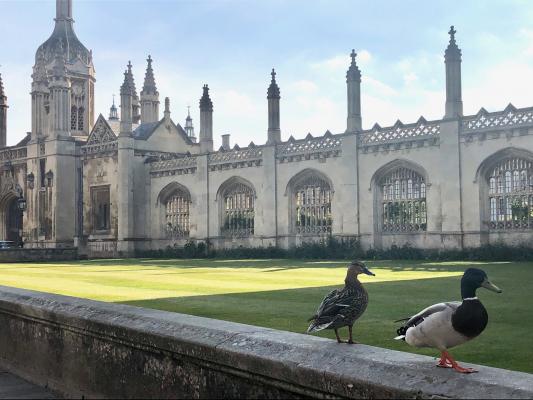 Ducks promenading along the wall outside King's College