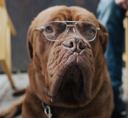An old and wrinkly dog