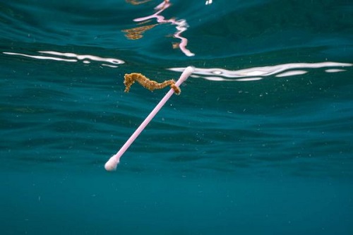 seahorse and a cotton bud