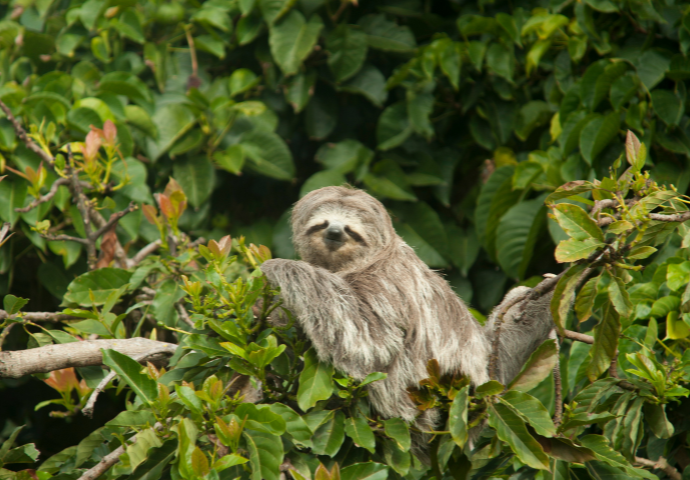a sloth