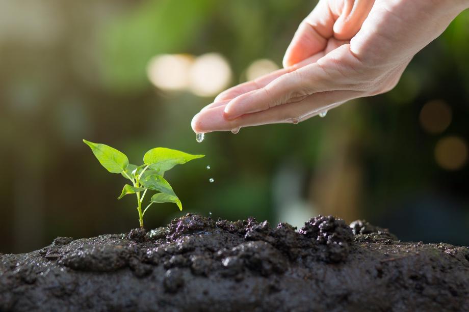 A nurturing hand for a young seedling