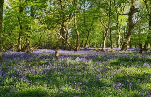 Bluebells in the Woods