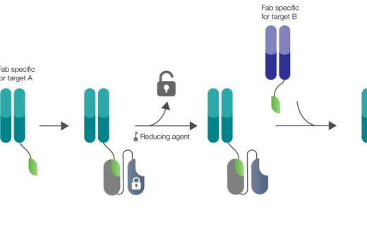 SpyLock technology for the rapid generation of bispecific antibodies