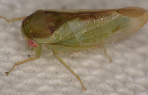 Batracomorphus