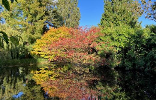 A tree by a lake, the tree is full of the colours of autumn, copper, gold, red and green