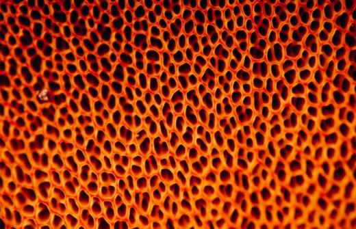 orange fungi