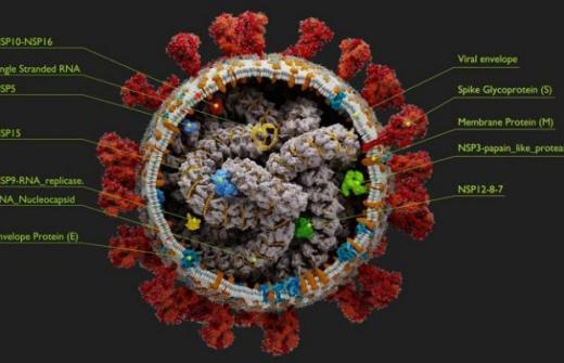 As well as the spike (S) protein which binds to human cells, there are other transmembrane proteins including the M class and the viroporin envelope protein (E) ion channel.