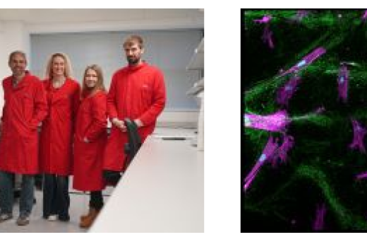 The Cyclana Bio team	In vitro 3D model showing ECM components (green) and cells (magenta)
