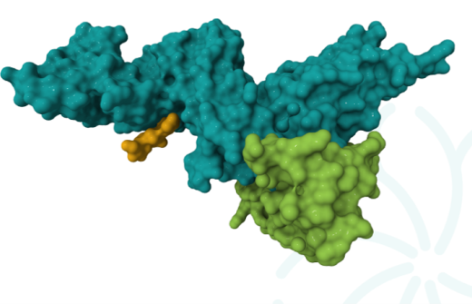 Image: Dual binding Fab functioning as a conditional trans-activation logic gate for IL-12