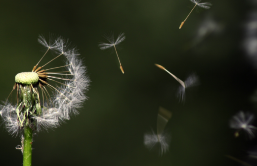Dandelion blowing in the wind