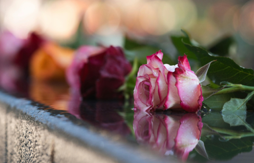 roses laying on the ground
