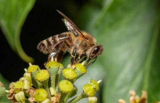 Honey Bee 