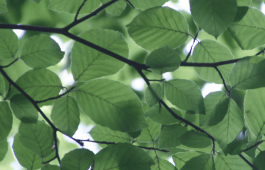 Carbon Literacy Course