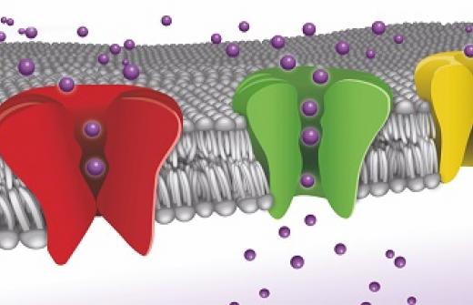 Metrion ion channel schematic