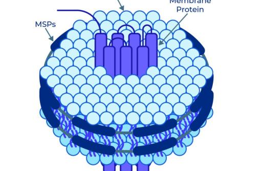Schematic of a membrane protein stabilized in a nanodisc